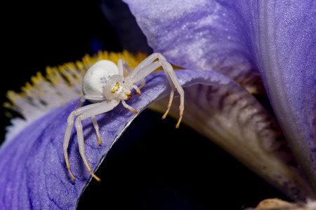 A white spider on a iris leafの写真素材