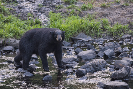 A black bear while eating on grass backgroundの写真素材