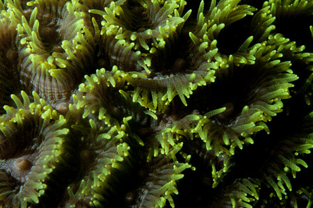 Hard coral macro detail from Raja Ampat, Papua Indonesia