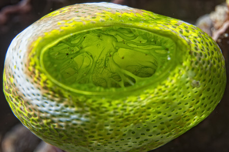 hard coral detail macro while diving in Indonesiaの写真素材