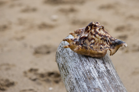 An old shell macro close up detail