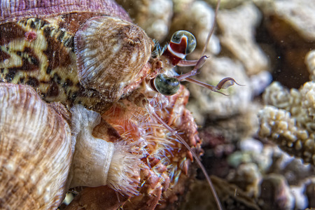 A colorful hermit crab in indonesiaの写真素材