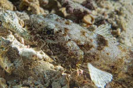 Lizard fish portrait while diving in Indonesiaの写真素材