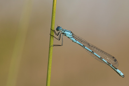 A blue dragonfly on brown background