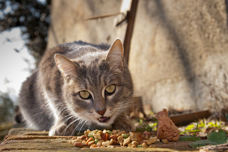 Cat eating food の写真素材