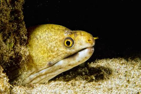 Eel mooray in closeup shot 