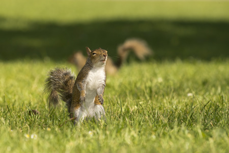 A squirrel  in the green grass backgroundの写真素材