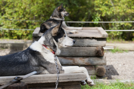 Sled dog while resting before the rideの写真素材