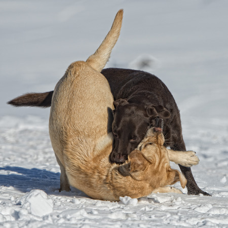dogs while playing on the snow background