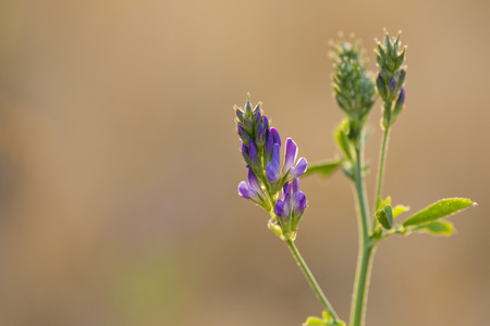 violet flower macro detail close up on brown backgroundの写真素材