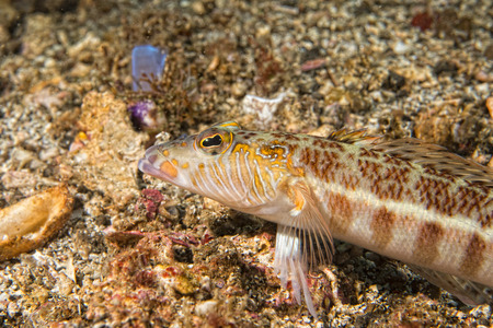 Fish while looking at you on while diving in Indonesia