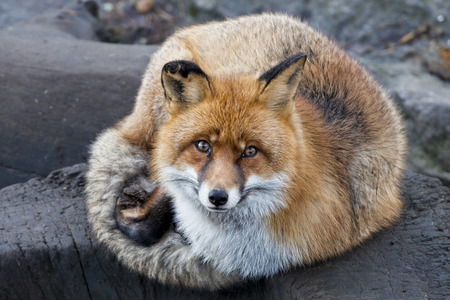 red fox portrait の写真素材