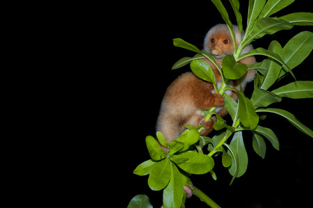 Cuscus indonesian endemic monkey night portrait while hanging on a tree 