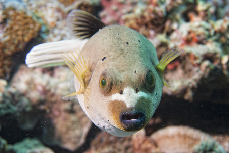 colorful ball puffer fish portrait while looking at you