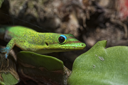 green red and blue Gold dust day gecko from hawaii while eating jamの写真素材
