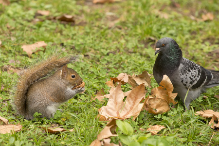 A grey squirrel looking at pigeon while holding a nut