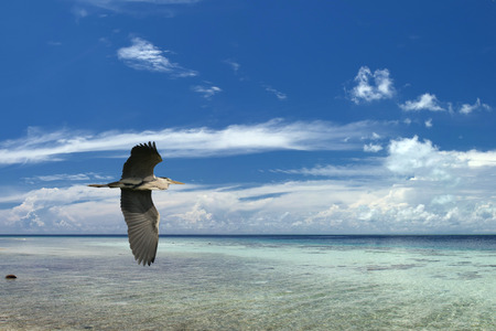 A blue black heron on the tropical paradise sky backgroundの写真素材