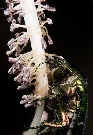 Green metallic beatle while eating pollen into a hibiscus
