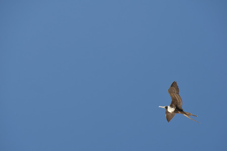 Gannet Bird while flying on the light blue sky backgroundの写真素材