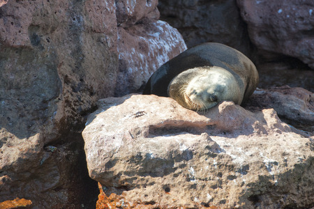 sea lion seals while relaxing on rocksの写真素材