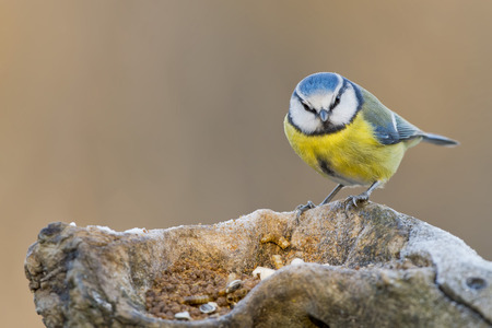 great tit portraitの写真素材