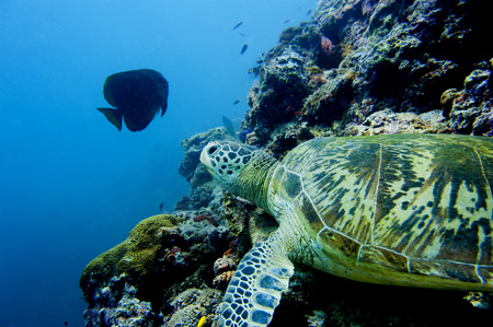 A turtle close up portrait in Sipadan, Borneo, Malaysia