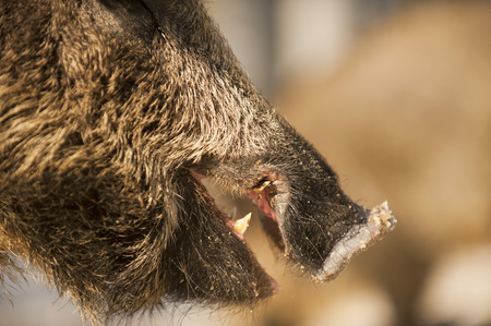 A wild pork mouth while eatingの写真素材
