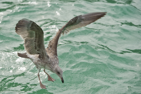 Seagull flying  in the green water tropical paradise backgroundの写真素材