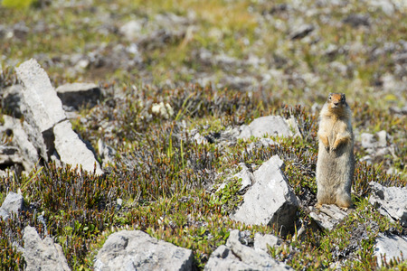 Ground squirrel の写真素材