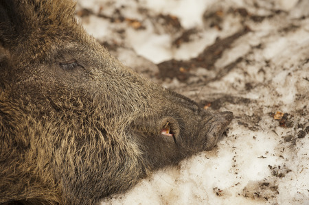 A wild pork mouth close up detailの写真素材