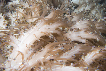 Soft Coral Tentacles underwater macroの写真素材