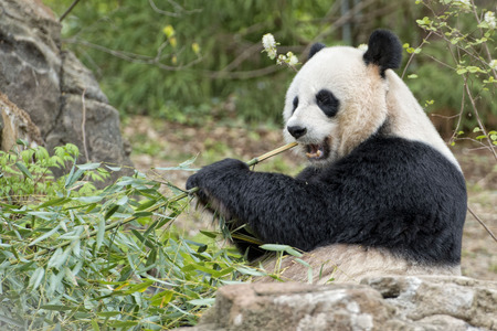 giant panda while eating bamboo close up portraitの写真素材