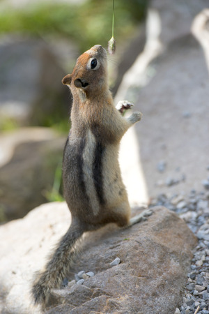 Ground squirrel portrait while looking at youの写真素材