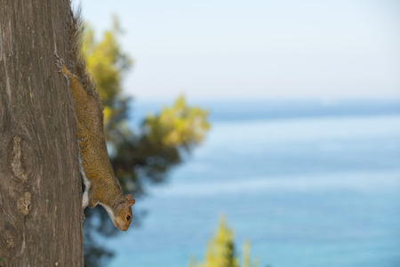 A squirrel looking at you while holding on a tree on the blue sea backgroundの写真素材