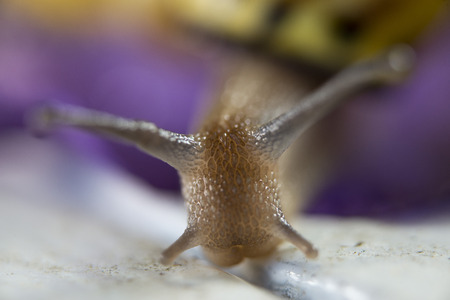 Isolated snail close up portrait on violet backgroundの写真素材