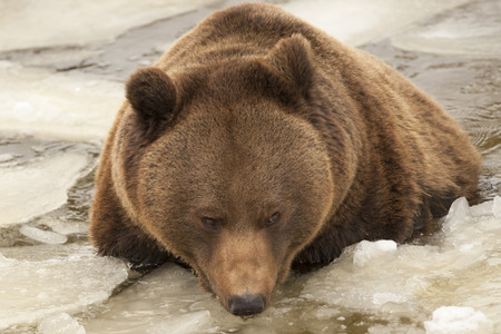 Isolated black bear brown grizzly playing in the ice waterの写真素材