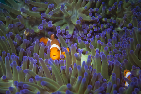 A clown fish portrait 