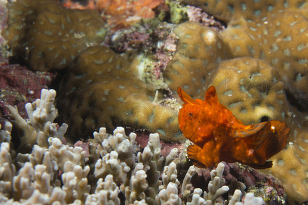 A red frog fish on hard coral macro in Cebu Philippines