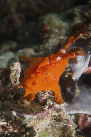 A small red frog fish looking at you in Cebu Philippinesの写真素材