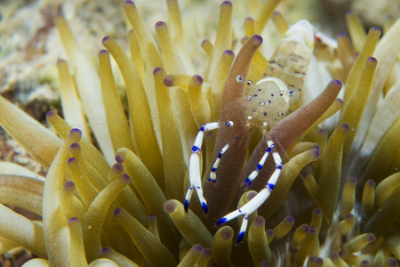A transparent shrimp in anemone in Cebu, Philippinesの写真素材