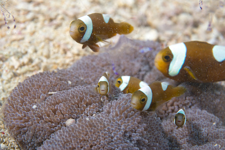 An group of clown fish looking at you in Cebu Philippinesの写真素材