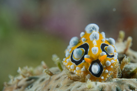 An orange, white an black nudibranch in Cebu Philippines