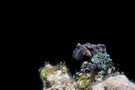 An anemone crab in Philippines