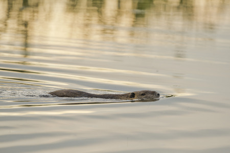 Isolated Beaver coypu while swimming 