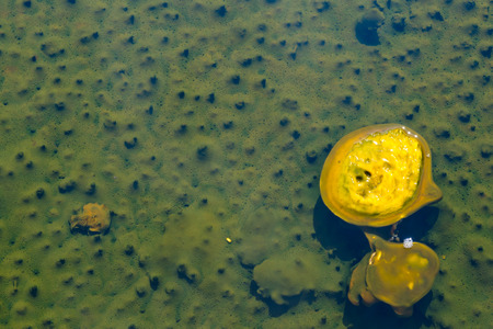 yellowstone hot springs natural background texture with superb colorsの写真素材