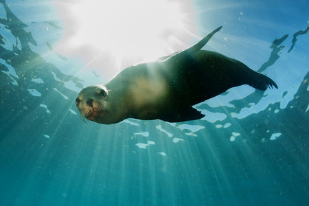 sea lion seal coming to you underwaterの写真素材