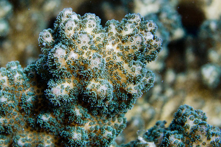 A colorful hard coral macro while diving