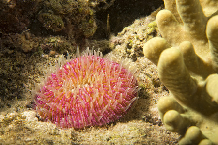 anemone tentacles hard coral detailの写真素材