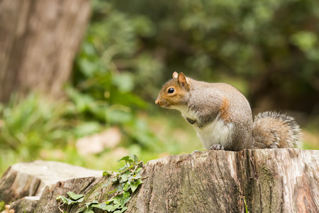 A grey squirrel standing on a tree