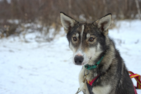 portrait while sledding with husky dogs in lapland